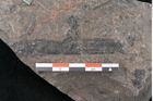 Foto (Detailansicht) von Equisetum ungeri Ettingshausen (NHMW-GEO-2024-0188-10619)
